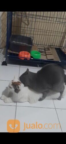 Jasa Pacak Kucing BSH