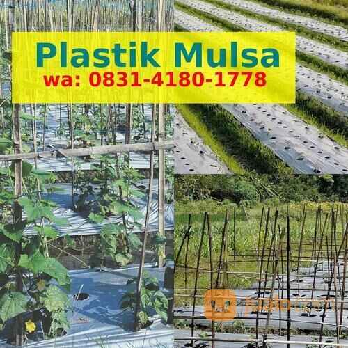 Mulsa Plastik Semangka