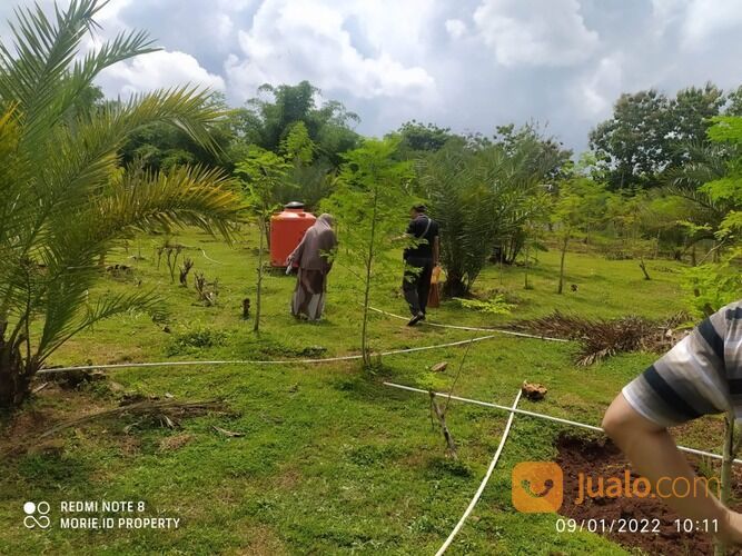 Tanah Kavling Produktif Bonus Kebun Kurma Di Yogyakarta