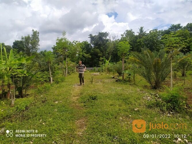 Tanah Kavling Produktif Bonus Kebun Kurma Di Yogyakarta