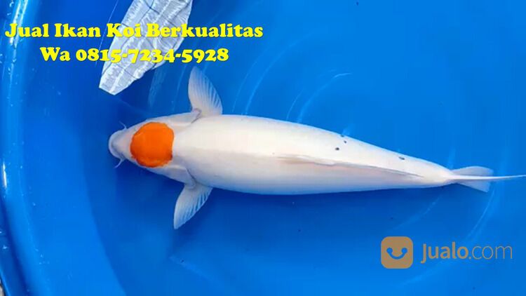 Distributor Ikan Koi Ponorogo 081572345922