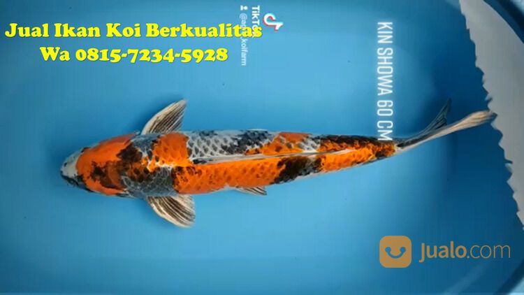 Distributor Ikan Koi Sidoarjo 081572345922