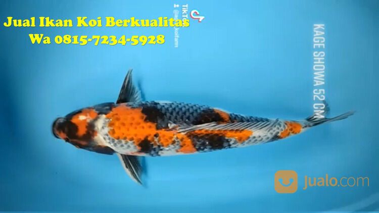 Distributor Ikan Koi Sidoarjo 081572345922