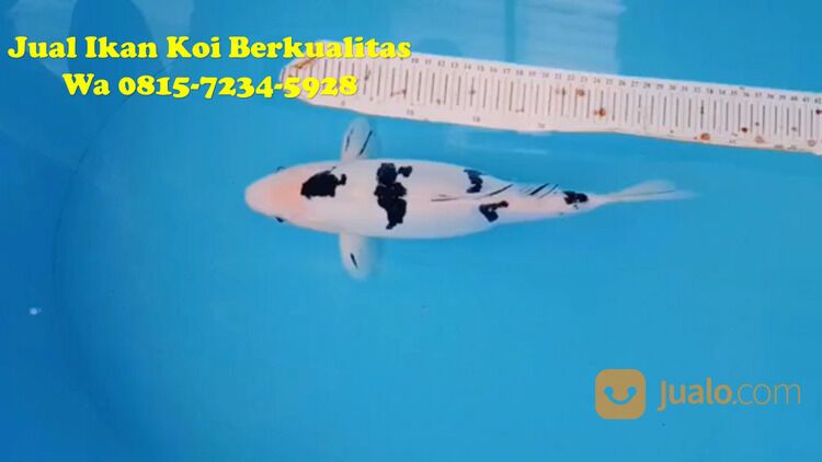 Distributor Ikan Koi Probolinggo 081572345922