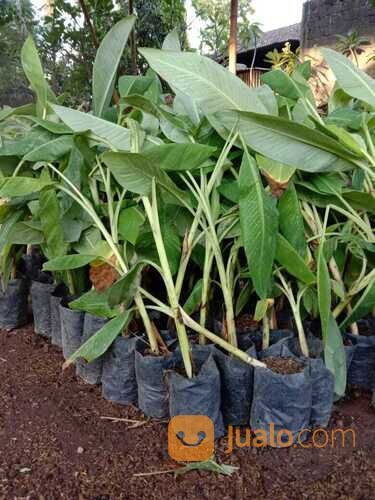 Agen Bibit Pisang Cavendish Terkenal Di Bondowoso 081272952618 Berkualitas