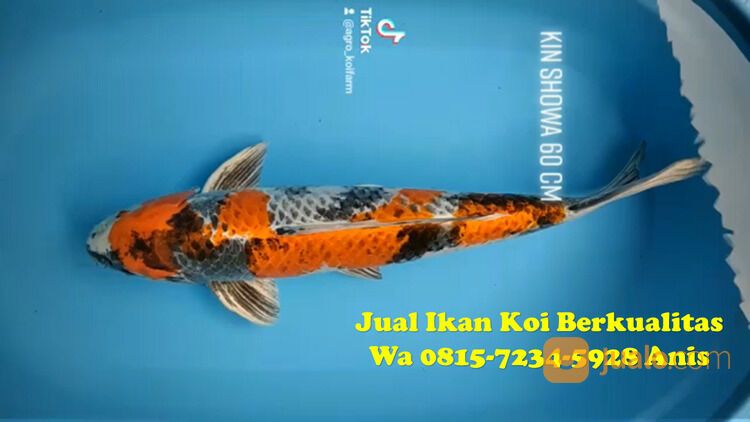 Distributor Ikan Koi Kebumen 081572345922