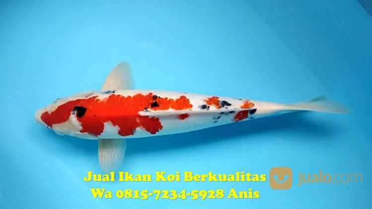 Distributor Ikan Koi Kebumen 081572345922