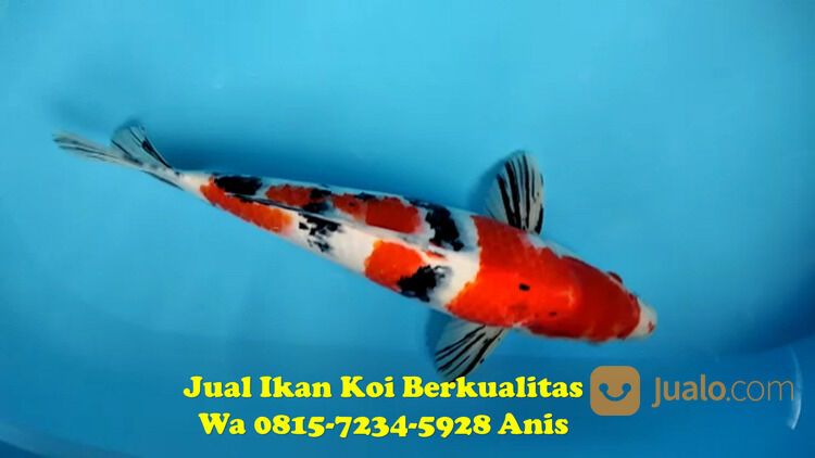 Distributor Ikan Koi Kebumen 081572345922