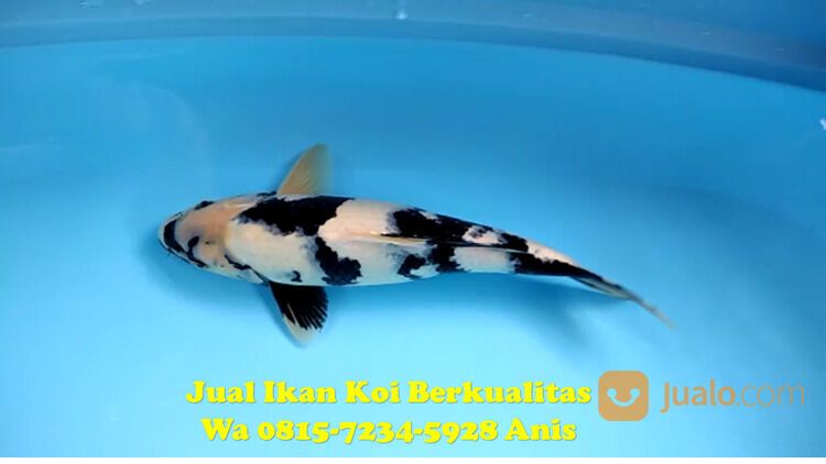Distributor Ikan Koi Pati 081572345922