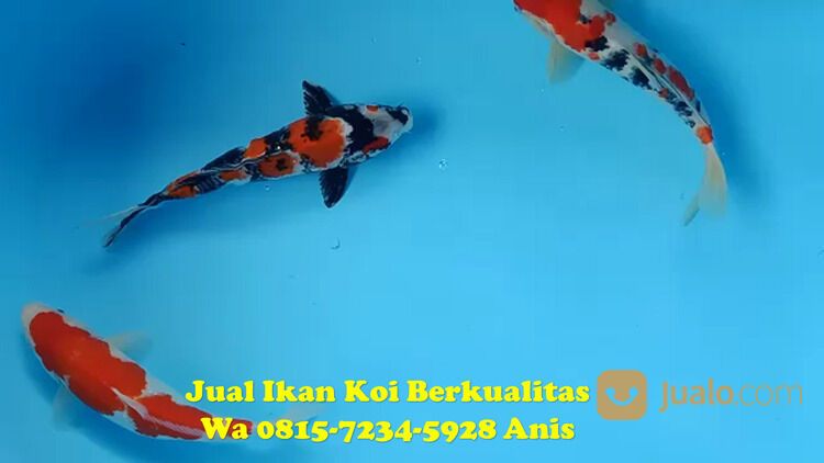 Distributor Ikan Koi Pati 081572345922