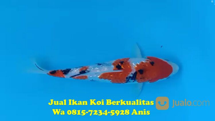 Distributor Ikan Koi Pati 081572345922