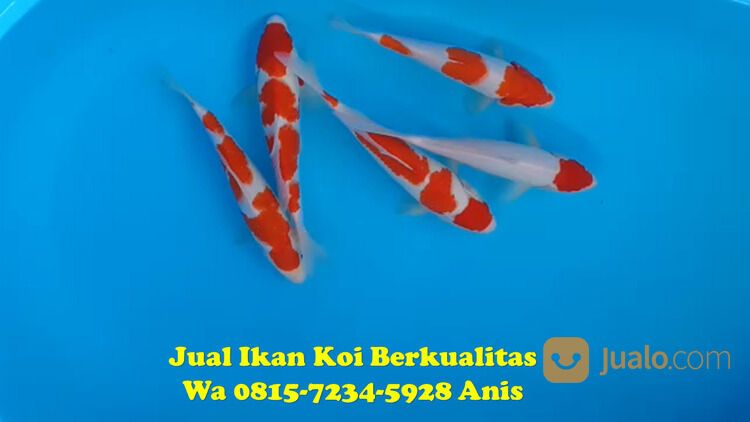 Distributor Ikan Koi Pati 081572345922