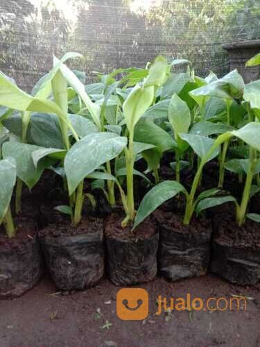Distributor Bibit Pisang Cavendish Terkenal Di Kabupaten Jember 081272952618 Berkualitas