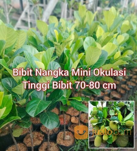 Bibit Nangka Mini Okulasi Tinggi 1 Meter an
