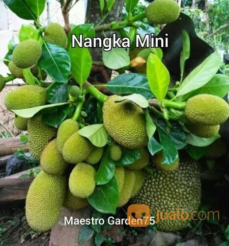 Bibit Nangka Mini Okulasi Tinggi 1 Meter an