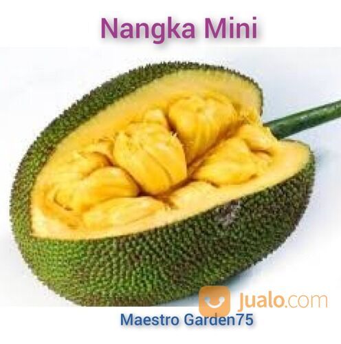 Bibit Nangka Mini Okulasi Tinggi 1 Meter an