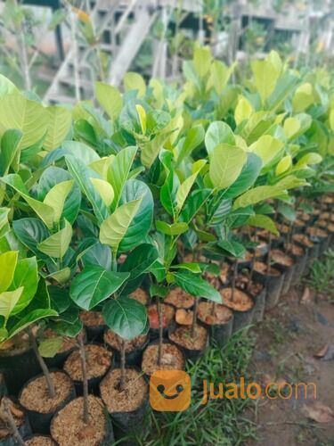 Bibit Nangka Mini Okulasi Tinggi 1 Meter an