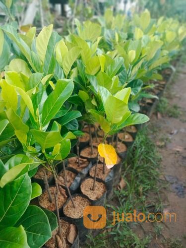 Bibit Nangka Mini Okulasi Tinggi 1 Meter an