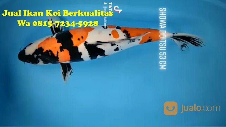 Distributor Ikan Koi Pekalongan 081572345922