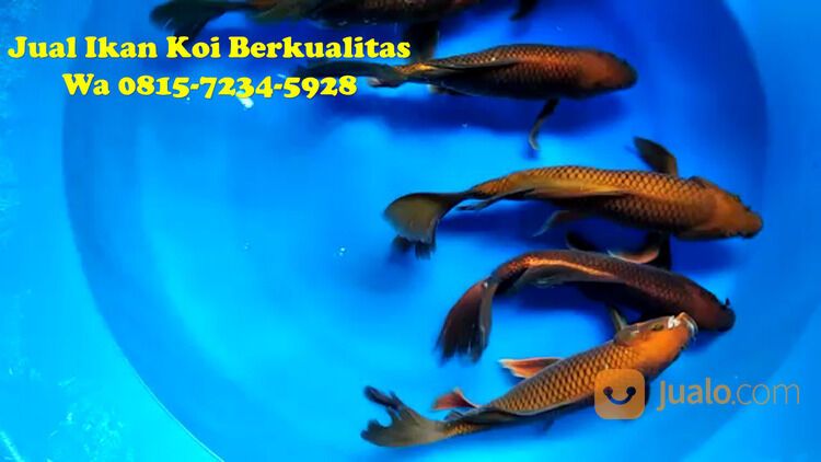 Distributor Ikan Koi Pekalongan 081572345922