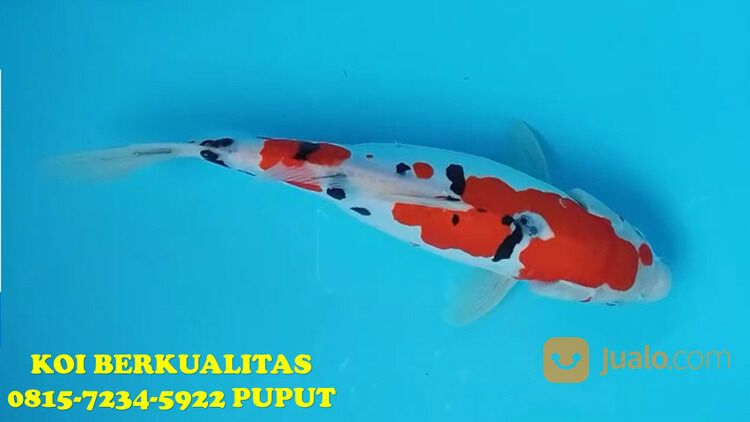 Distributor Ikan Koi Purwakarta 081572345922