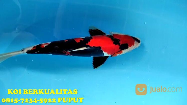 Distributor Ikan Koi Purwakarta 081572345922
