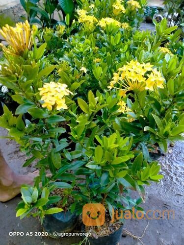 Bibit Tanaman Hias Bunga Soka Rajin Berbunga - Rimbun Warna Menarik