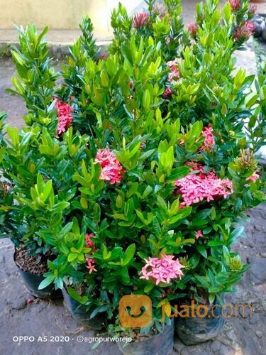 Bibit Tanaman Hias Bunga Soka Rajin Berbunga - Rimbun Warna Menarik