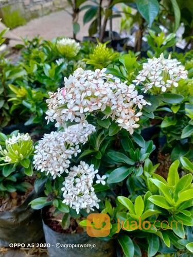 Bibit Tanaman Hias Bunga Soka Rajin Berbunga - Rimbun Warna Menarik