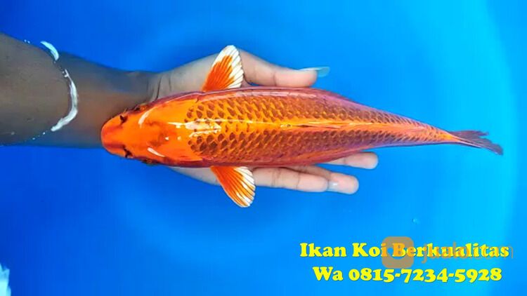 Distributor Ikan Koi Bangli 081572345922