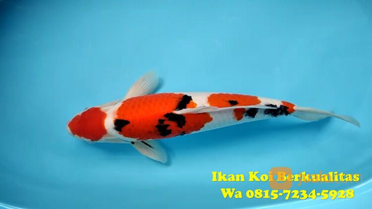 Distributor Ikan Koi Bangli 081572345922