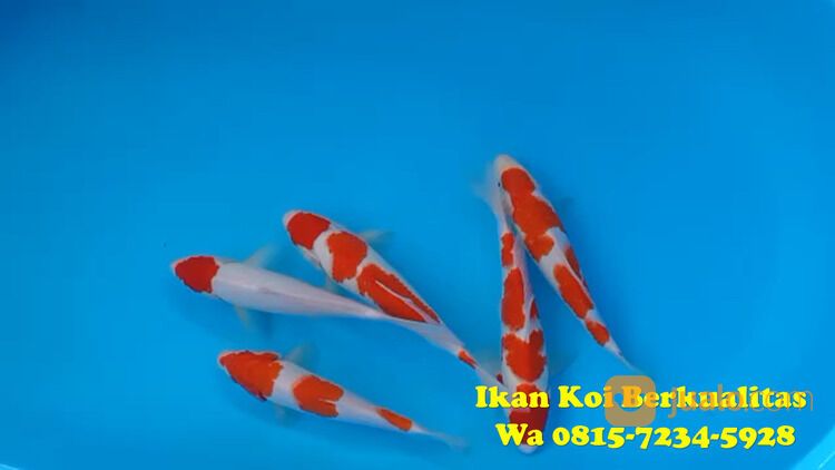 Distributor Ikan Koi Gianyar 081572345922