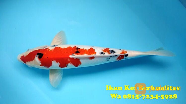 Distributor Ikan Koi Jembrana 081572345922