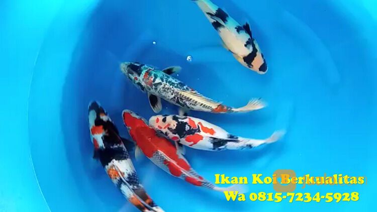 Petani Ikan Koi Bondowoso 081572345922