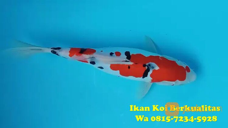 Petani Ikan Koi Bondowoso 081572345922