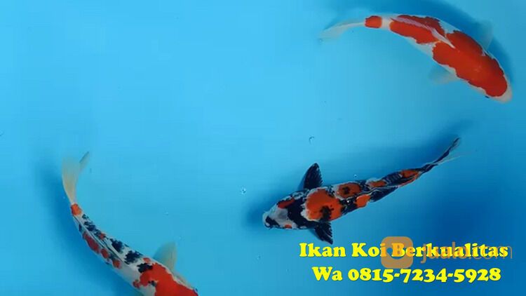 Petani Ikan Koi Bondowoso 081572345922