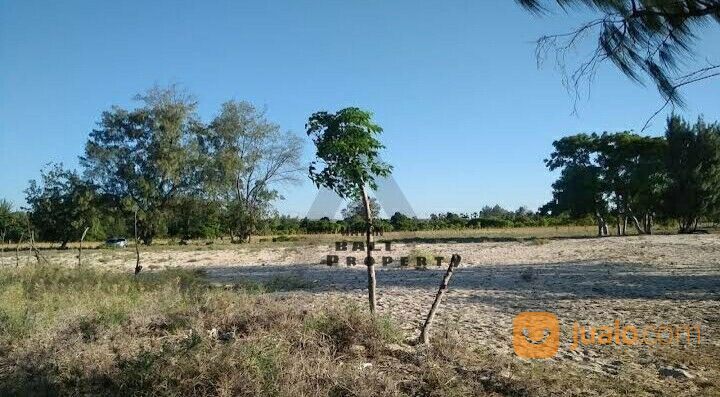 Tanah Hutan Laipori Sumba Timur