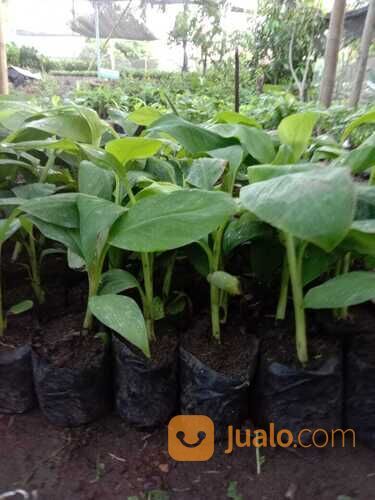 Agen Bibit Pisang Cavendish Terkenal Di Kota Pasuruan 081272952618 Berkualitas