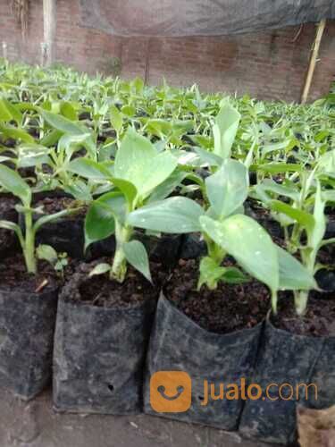 Agen Bibit Pisang Cavendish Terkenal Di Kota Pasuruan 081272952618 Berkualitas