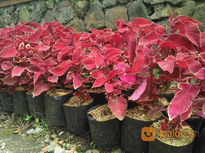 Kantong Plastik Polybag Kualitas Original, Cocok Untuk Pembibitan Semua Jenis Tanaman