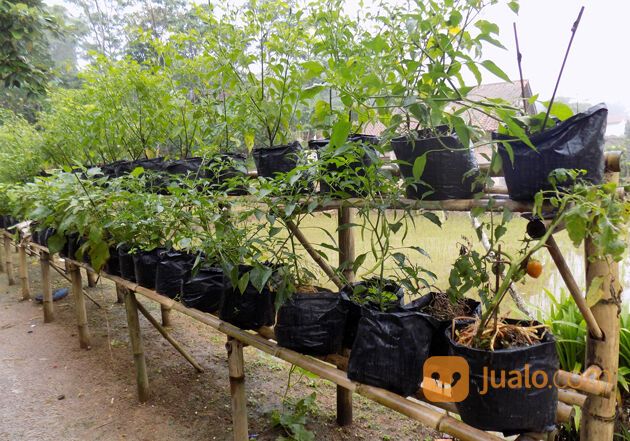 Kantong Plastik Polybag Kualitas Original, Cocok Untuk Pembibitan Semua Jenis Tanaman