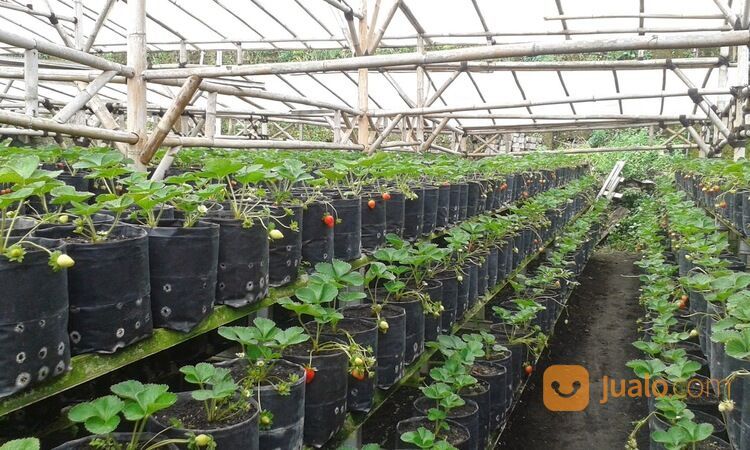 Kantong Plastik Polybag Kualitas Original, Cocok Untuk Pembibitan Semua Jenis Tanaman