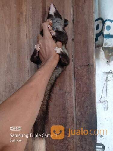 Musang Pandan Mozaik