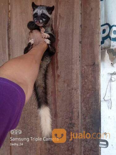 Musang Pandan Mozaik