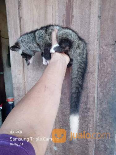 Musang Pandan Mozaik