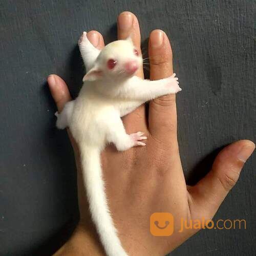 Sugar Glider Albino