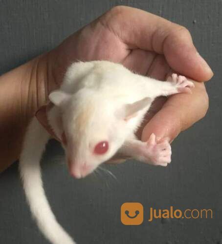 Sugar Glider Albino