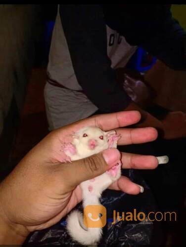 Sugar Glider Albino