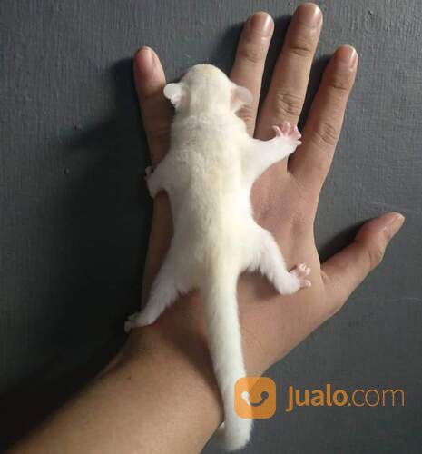 Sugar Glider Albino