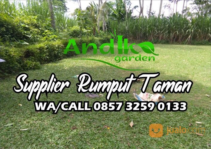 Jasa Pasang Rumput Gajah Mini, WA 0857-3259-0133, ANDIKA GARDEN